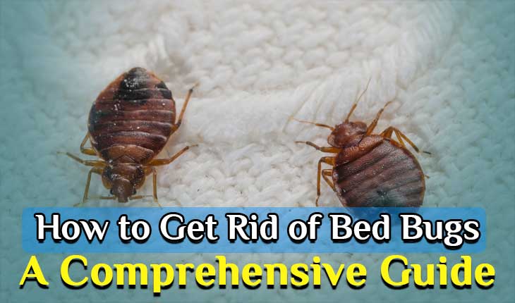 How to Get Rid of Bed Bugs: A Comprehensive Guide